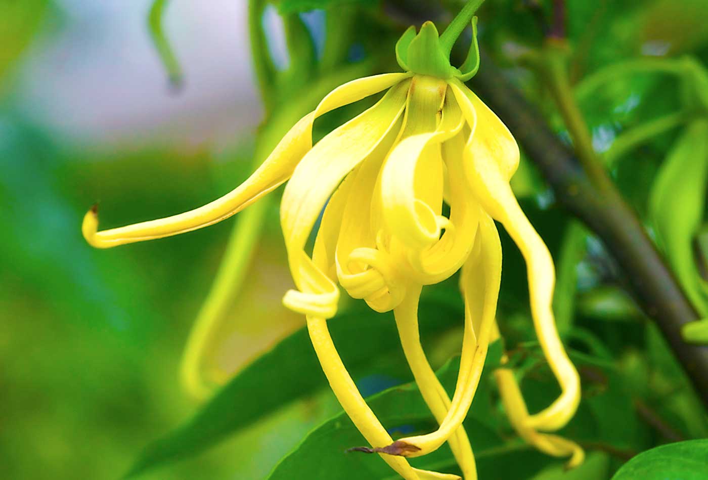 Ylang-Ylang Nosyland