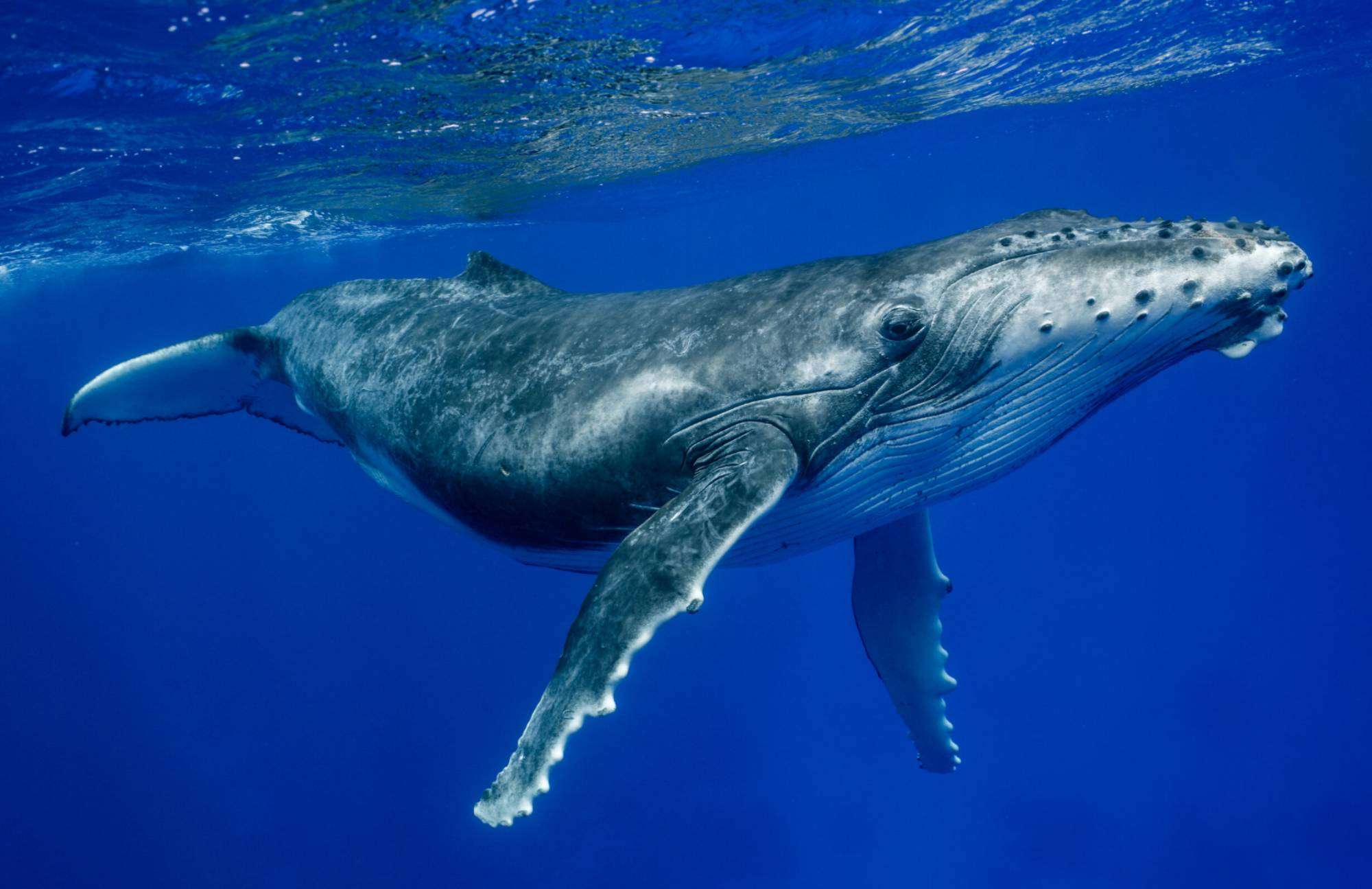 photos baleine 2